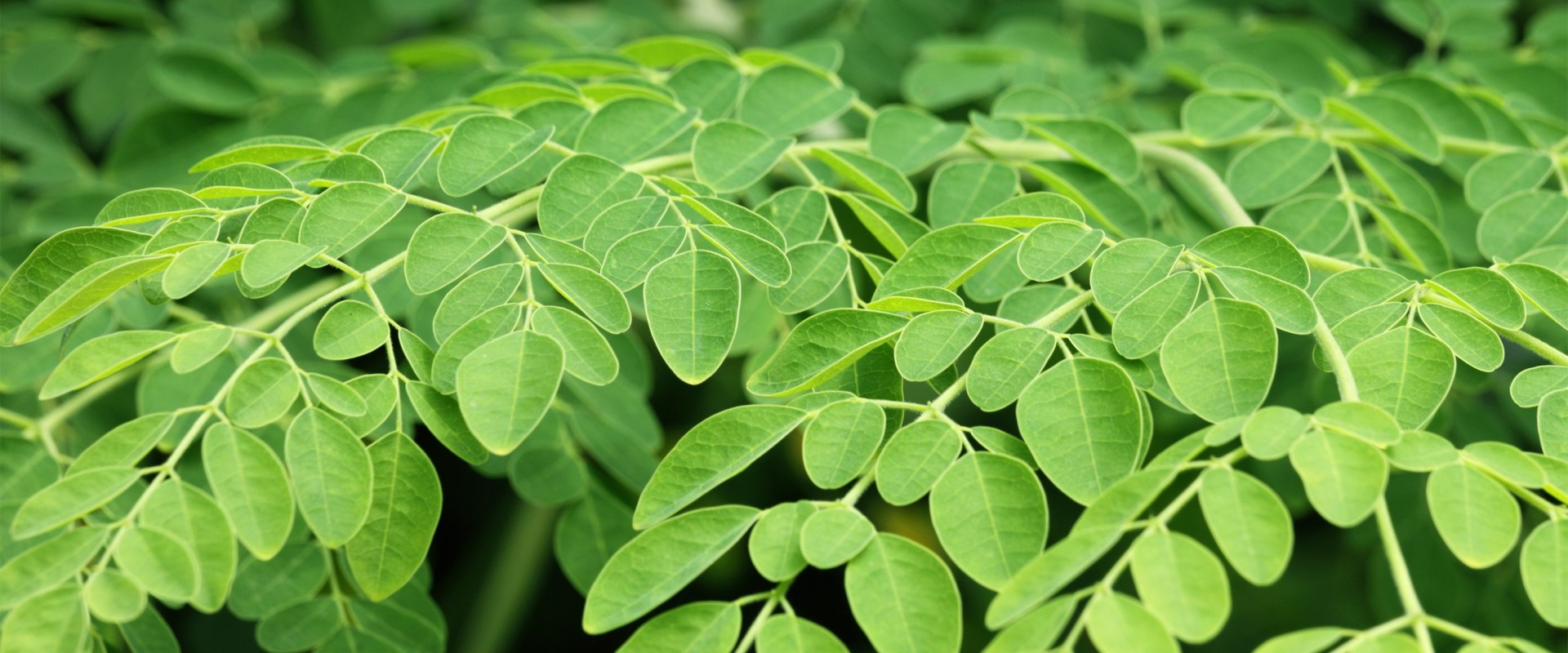 Entdecken Sie die Kraft von Moringa für ein biologisches Leben in der Schweiz