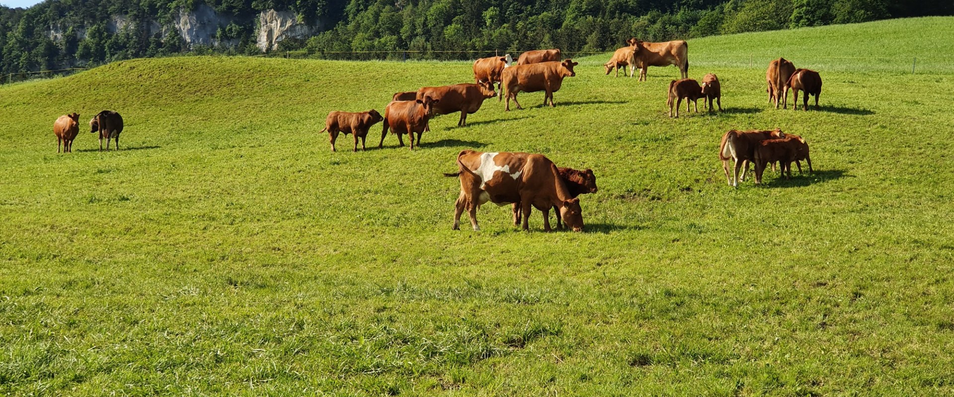 Die Umweltauswirkungen von organischen Nahrungsergänzungsmitteln in der Schweiz verstehen