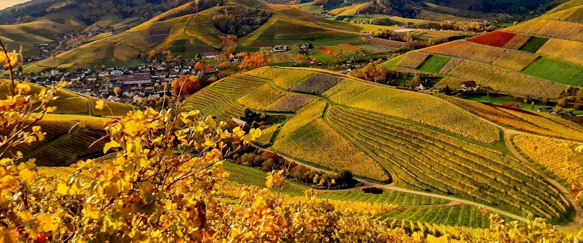 Vorschriften für den ökologischen Landbau in der Schweiz: Ein umfassender Leitfaden zur Auswahl der richtigen Nahrungsergänzungsmittel