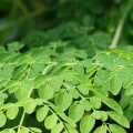 Entdecken Sie die Kraft von Moringa für ein biologisches Leben in der Schweiz