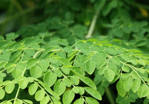 Entdecken Sie die Kraft von Moringa für ein biologisches Leben in der Schweiz