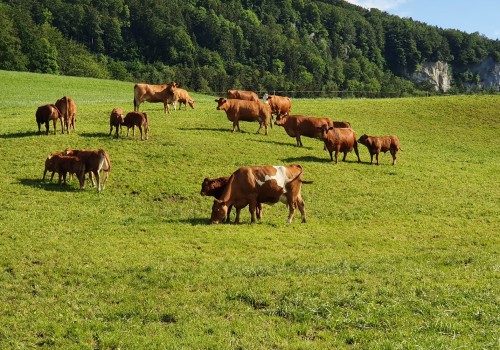 Die Umweltauswirkungen von organischen Nahrungsergänzungsmitteln in der Schweiz verstehen