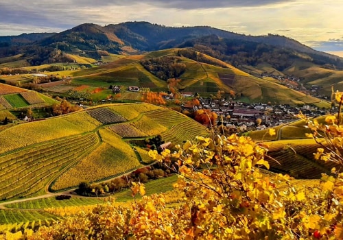 Vorschriften für den ökologischen Landbau in der Schweiz: Ein umfassender Leitfaden zur Auswahl der richtigen Nahrungsergänzungsmittel